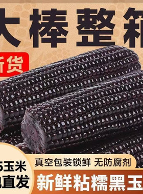东北黑糯玉米新鲜紫黏玉米棒子非即食甜粘嫩真空粗粮代餐黑玉米