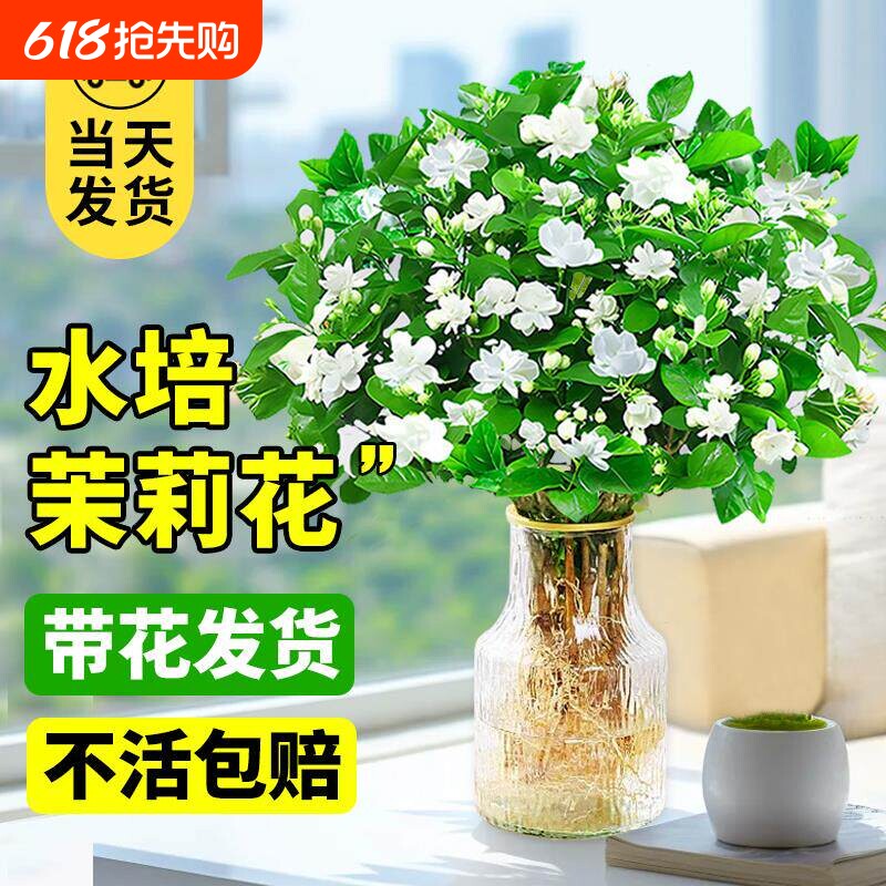 茉莉花水培植物盆栽室内茉莉花卉绿植九里香四季开花客厅种植带花