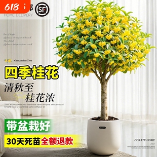 桂花盆栽室内树苗四季桂绿植带花苞矮桩浓香型老桩金桂开花阳台