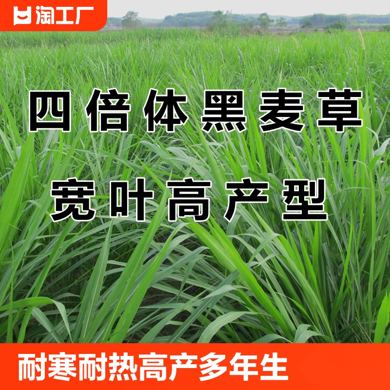 宽叶黑麦草种子鱼兔四季进口牧草种籽种孑耐寒种植开花多年生南方 鲜花速递/花卉仿真/绿植园艺 家庭园艺种子 原图主图