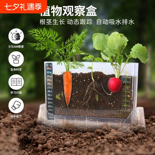 阳光房种植玩具科学小实验