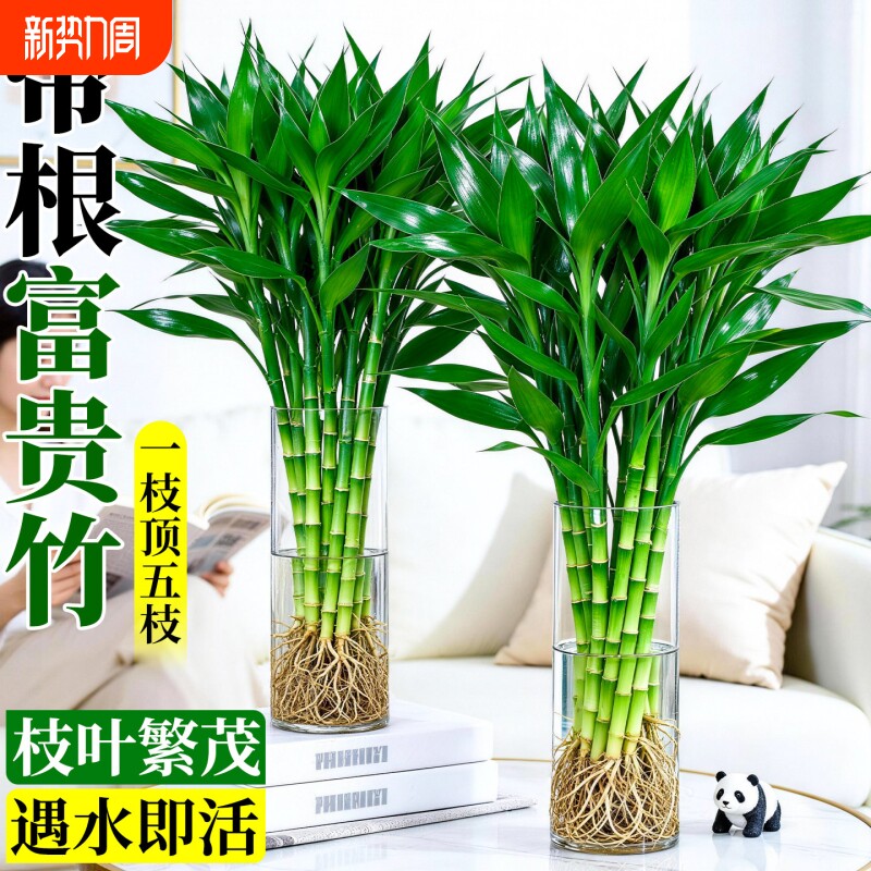 带根富贵竹水培植物粗杆客厅招财竹节盆栽开运水养节节高桌面绿植
