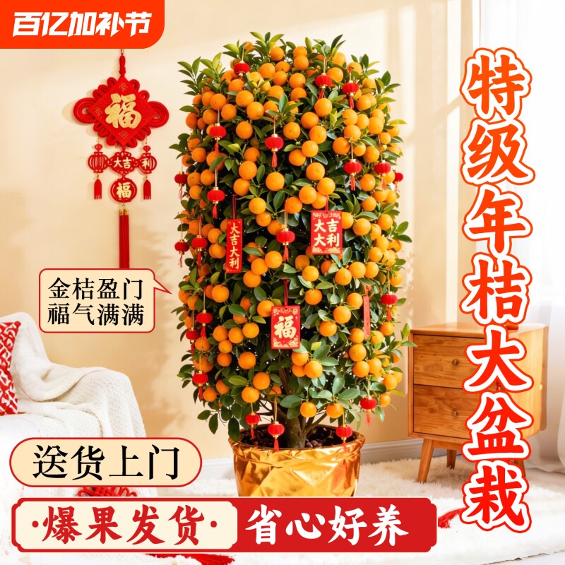 年桔盆栽带果可食用四季金桔树客厅室内新年招财寓意家庭年宵绿植