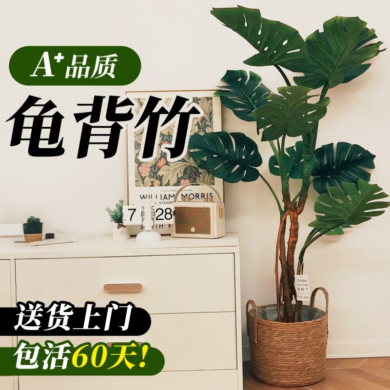 龟背竹客厅大盆栽提跟老桩