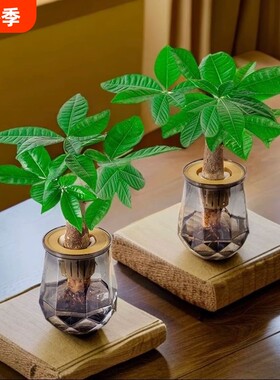 发财树水培植物室内盆栽办公室客厅花卉绿植四季好养老桩桌面盆景