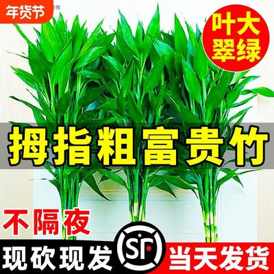 富贵竹水培植物客厅招财花卉盆景栽绿植萝带根转运发财观音龙竹子