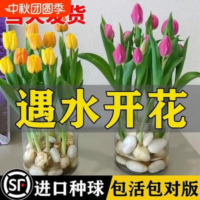 郁金香种球室内室外阳台盆栽好养活花苗水培植物花种子籽开花大球