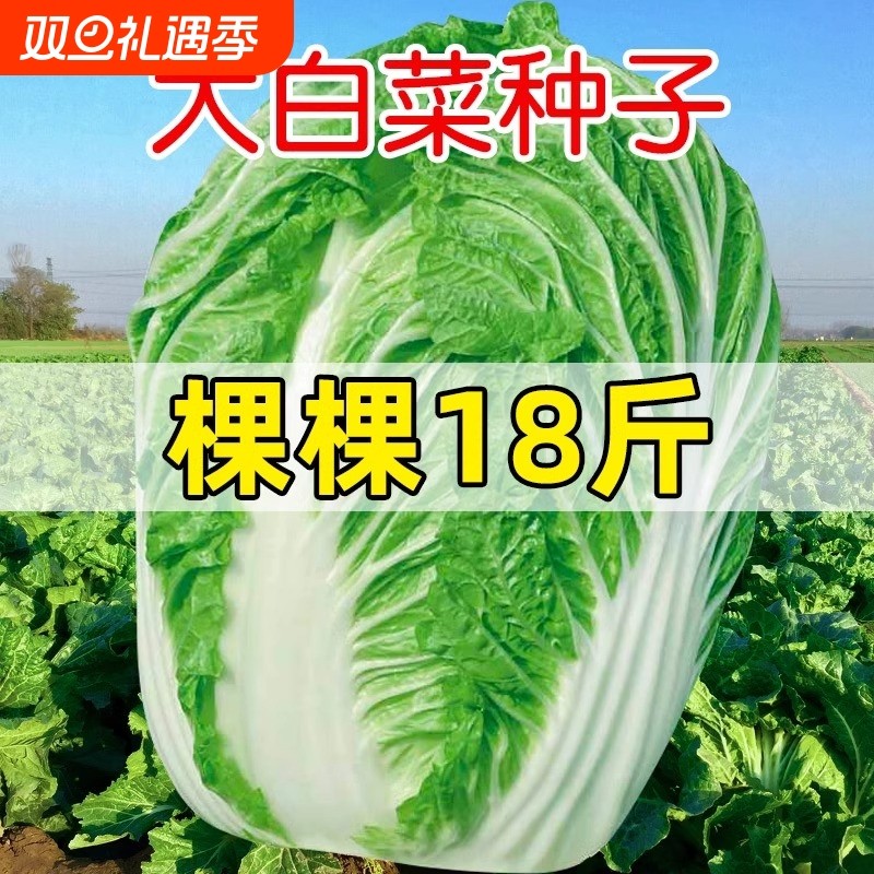 黄心菜大白菜种子冬储早熟春夏秋四季奶油白菜籽孔雀蔬菜种奶油