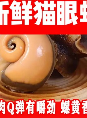 新鲜猫眼螺水煮螺切片螺蛳螺肉