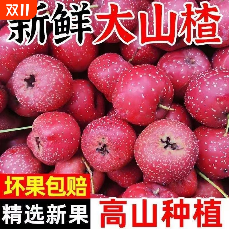 【补贴】新鲜山楂大果大金星农家天然红果雪球糖雪球泡酒专用水果