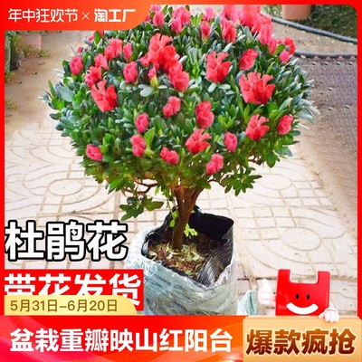 杜鹃花带花苞阳台四季开花盆景