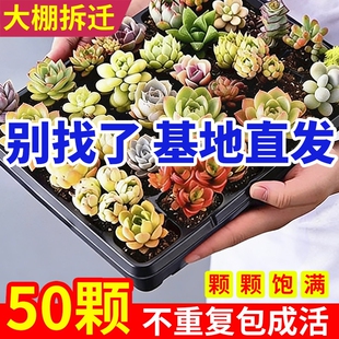 多肉植物批发多肉组合盆栽肉肉植物生石花绿植组合石莲花