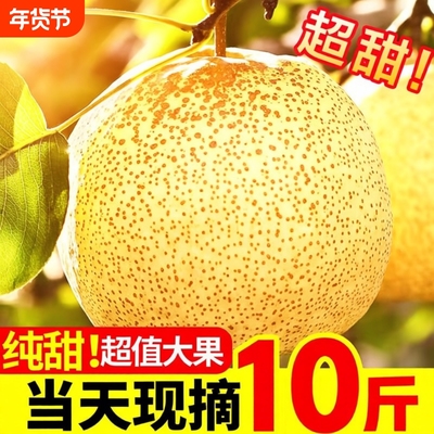 砀山酥梨香酥9斤|超2000次加购