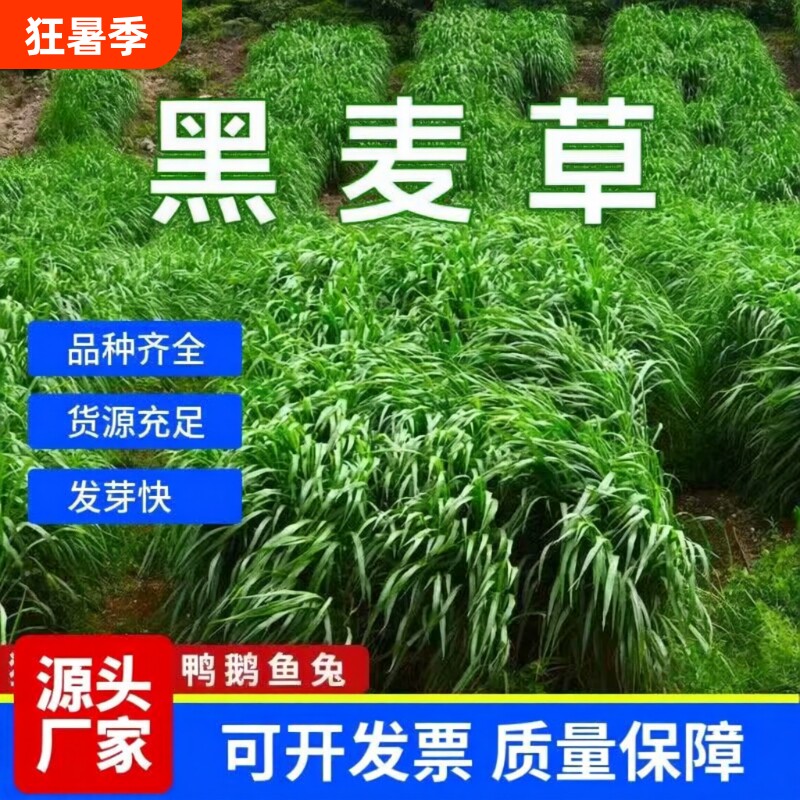 黑麦草种籽子种四季多年生牧草种籽草种子菊苣大叶玉米高粱开花