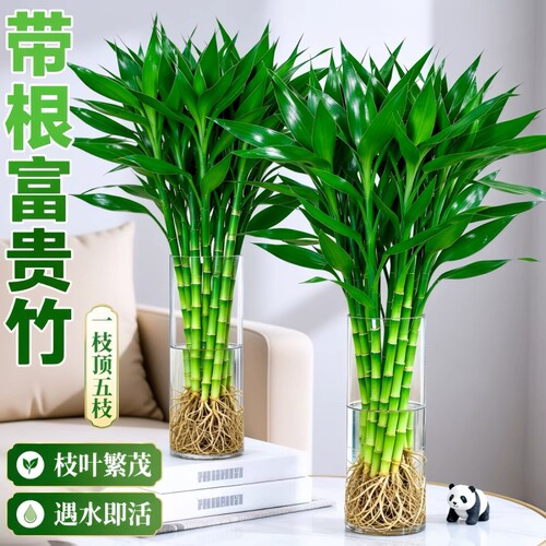 带根富贵竹水培植物绿植室内盆栽客厅招财粗杆水养节节高竹子花卉
