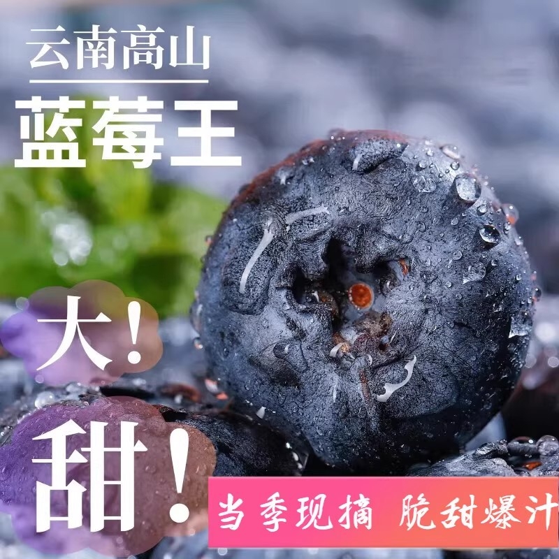 云南花香蓝莓鲜果枝高山新鲜水果孕妇高端整箱当季新鲜怡颗蓝梅果