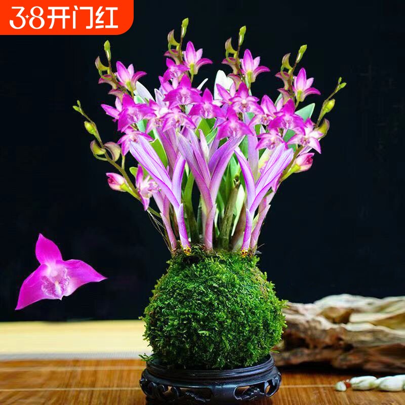 净化空气七彩香水石斛兰新品水培开花浓香室内桌面绿植盆栽花卉