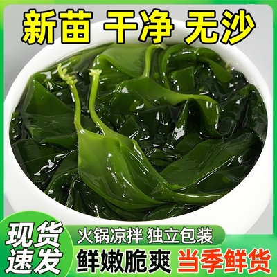 福建霞浦特产鲜嫩海带苗凉拌菜用