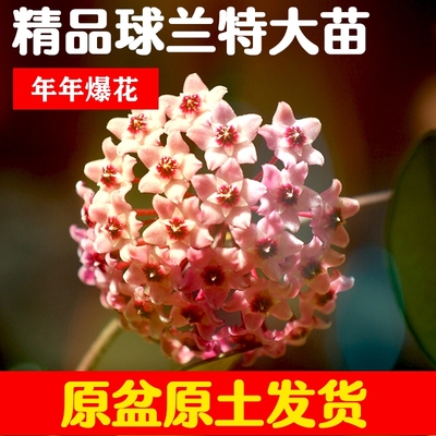 爬藤球兰苗四季常绿室内开花