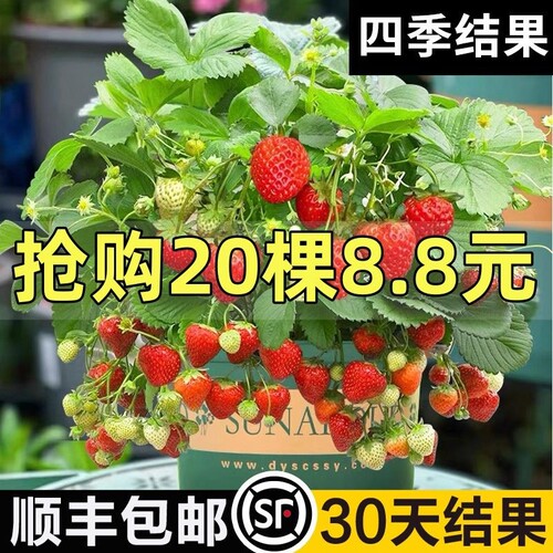 四季草莓苗奶油红颜秧盆