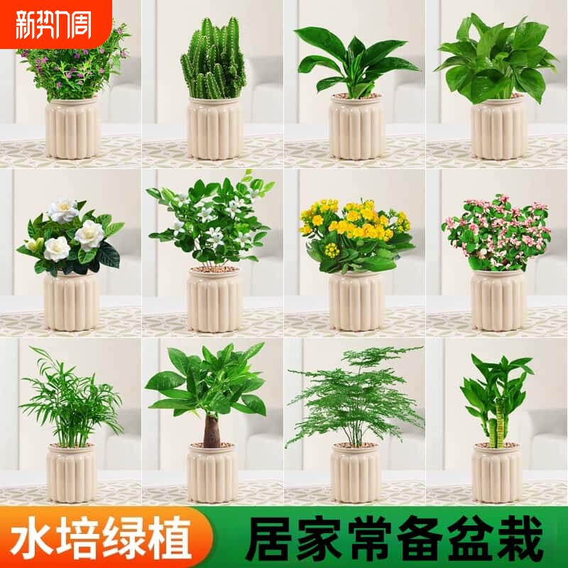 水培植物盆栽绿萝箩栀子花绿植花卉室内多肉好养活茉莉花卧室驱蚊