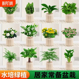 水培植物盆栽绿萝箩栀子花绿植花卉室内多肉好养活茉莉花卧室驱蚊