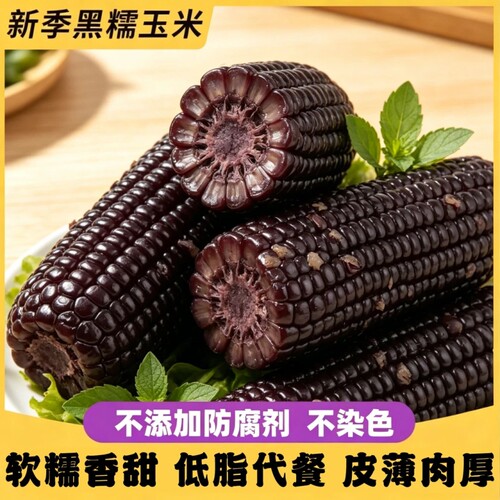 东北黑糯玉米棒新鲜采摘真空包装软糯甜粘苞米低脂早餐代餐长白山