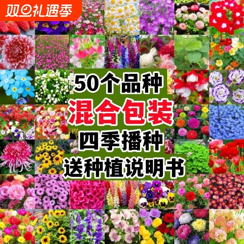 四季野花种子花种籽子小雏菊花卉百日草太阳花向日葵种孑重瓣