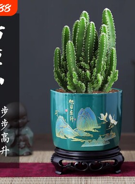 万重山盆栽仙人掌多肉植物仙人球好养室内办公室绿植四季防辐射