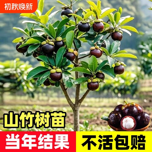 释迦果苗树带果台湾凤梨嫁接果苗
