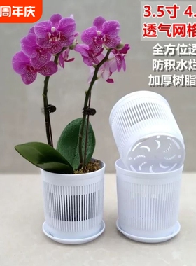 3.5寸蝴蝶兰控根网格盆白色棕色可选专用育苗石斛兰花杯透气花盆
