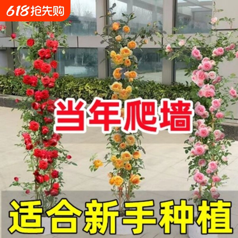 蔷薇花苗藤本月季大花庭院花园爬墙攀援爬藤植物阳台玫瑰花卉盆栽