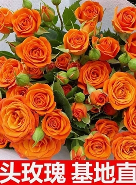 橙色芭比多头小玫瑰云南昆明鲜花基地直发插花送人花束泡泡水培
