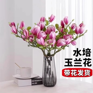 水培白玉兰鲜切花带花苞浓香腊梅干枝鲜花室内植物花卉好养多规格