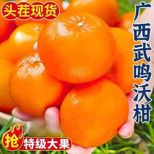 正宗广西武鸣沃柑现摘整箱9斤当季应季新鲜水果橘子蜜桔柑橘桔子