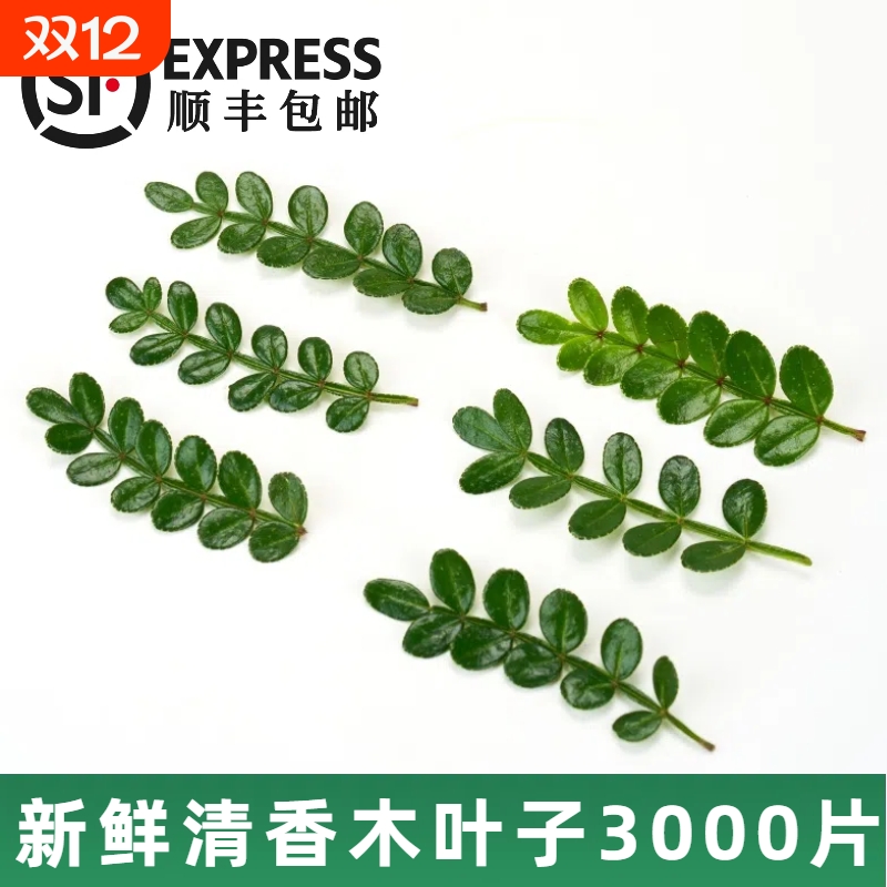 咖啡蛋糕烘焙甜品鸡尾酒摆盘装饰清香木叶子胡椒木盆栽厨房新鲜