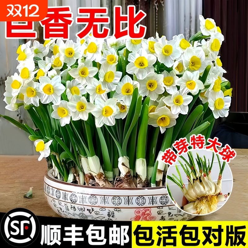 正宗漳州水仙花种球水培冬季重瓣花卉室内盆栽水养植物球根年宵花