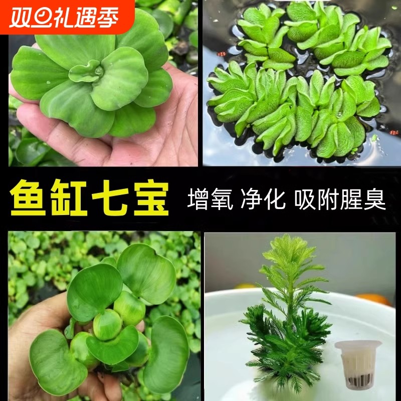 鱼缸真水草生态造景套装浮萍水草养鱼吸腥味水生植物套餐神器浮水