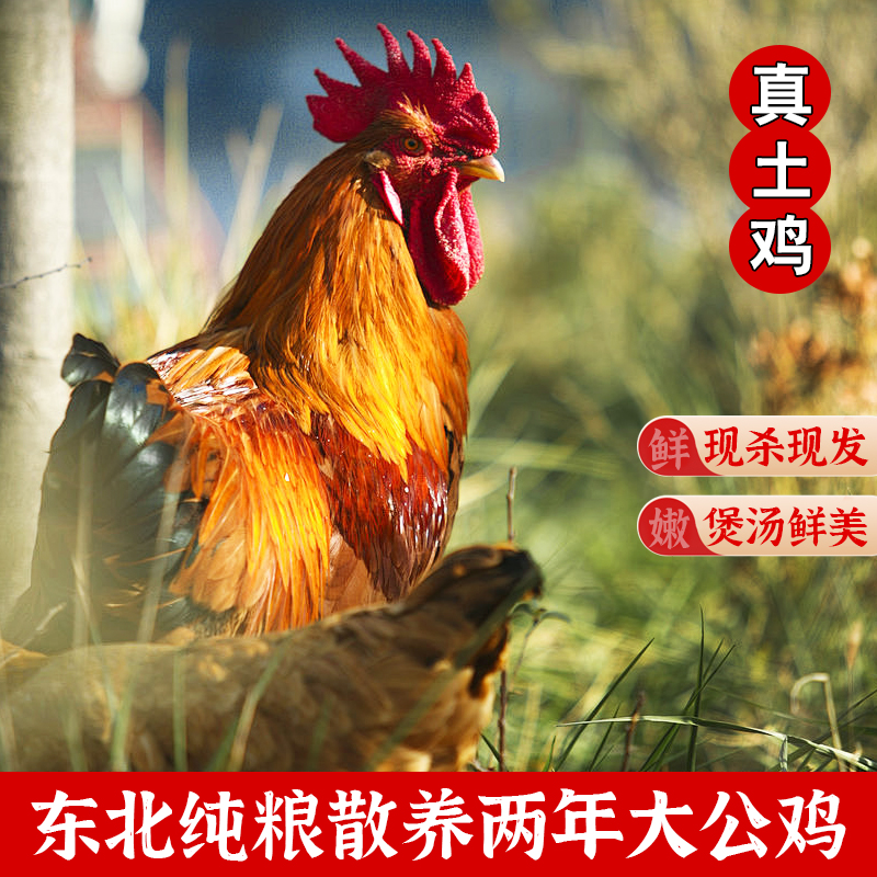 整只净膛大公鸡东北大公鸡溜达笨鸡本地笨鸡3斤-3.5斤农家散养鸡