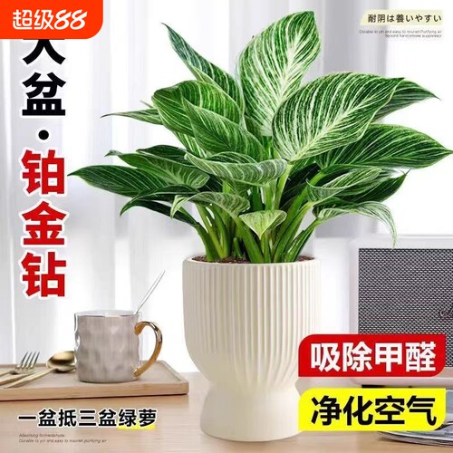 铂金钻水培植物室内好养大叶金钻绿公主盆栽带花苞蔓绿绒花卉绿植