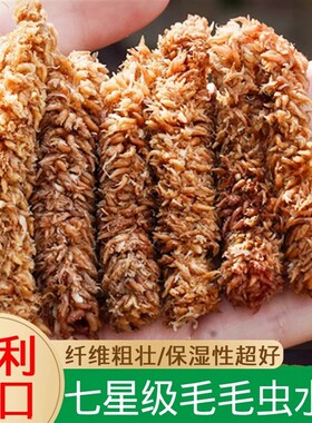 智利水苔正品进口兰花植料毛毛虫