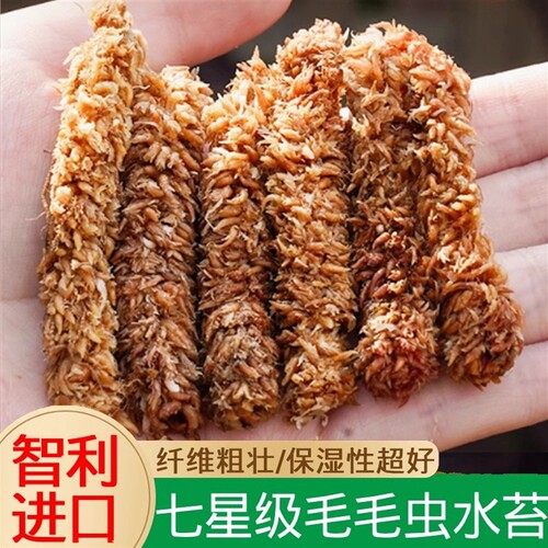 智利水苔正品进口兰花植料毛毛虫