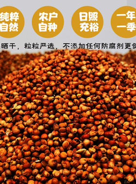 贵州本地红高粱带壳带皮喂鸽子