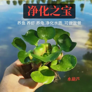 水葫芦浮萍水草净化水质养龟养造鱼景庭院水池水浮莲水声植物养殖