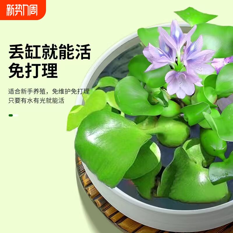 凤眼莲水草浮萍鱼缸乌龟虾花卉鱼池塘净化水生植物种苗莲花水葫芦