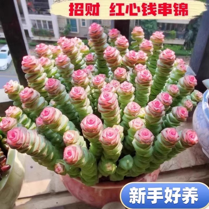 钱串串多肉彩色植物阳台盆栽