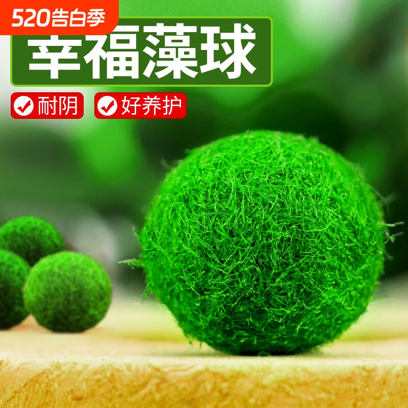 marimo马里莫宠物海藻球微景观生态瓶办公室水培植物绿球藻营养