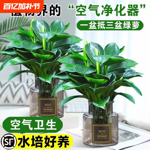 金钻绿公主盆栽水培植物
