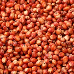 新红高粱高粱带皮高粱米颗粒饱满酿酒喂鸽子鸽粮去壳高粱