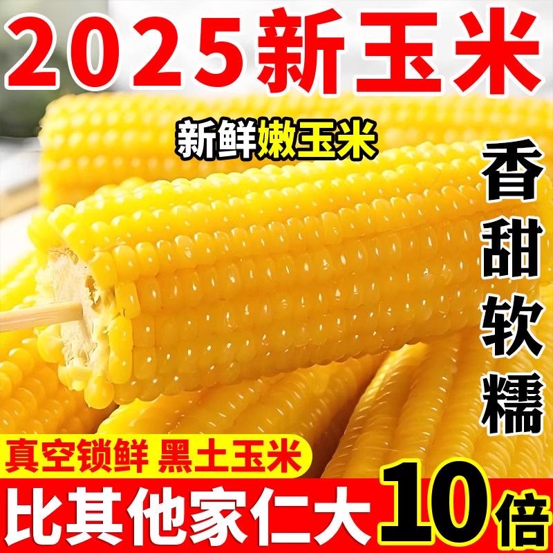 东北黄糯玉米当季农家甜黏糯玉米棒苞米软糯新鲜香轻食代餐真空装